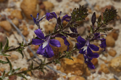 Scaevola glandulifera