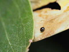 Serangium maculigerum