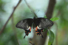 Papilio polytes