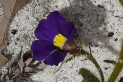 Scaevola phlebopetala