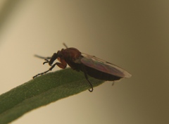 Bibioninae