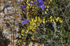 Sphaerolobium macranthum