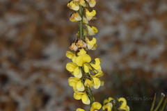 Sphaerolobium macranthum