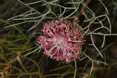Isopogon divergens