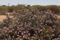 Isopogon divergens