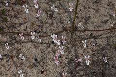 Stylidium androsaceum