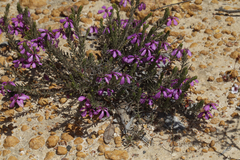 Tetratheca confertifolia