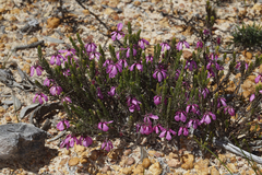 Tetratheca confertifolia