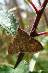 Anania verbascalis