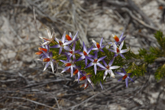 Calectasia