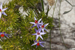 Calectasia