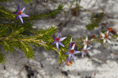 Calectasia
