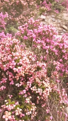 Erica umbellata