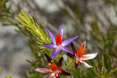 Calectasia
