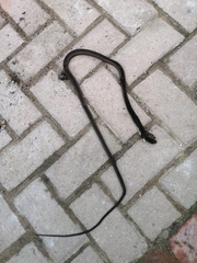 Dispholidus typus typus