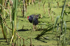 Porphyrio madagascariensis