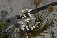 Stylidium rigidulum