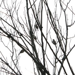 Passer montanus saturatus