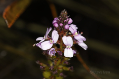 Stylidium scariosum
