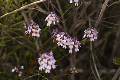 Stylidium scariosum