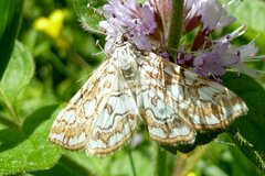 Elophila nymphaeata