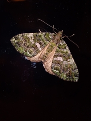 Austrocidaria similata