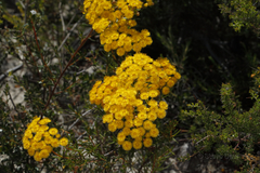 Verticordia chrysantha
