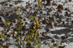 Tripterococcus brunonis