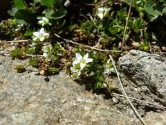 Arenaria biflora