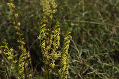 Tripterococcus brunonis