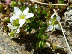 Arenaria biflora