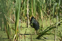Porphyrio madagascariensis