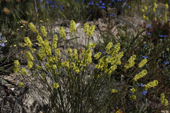 Stackhousia dielsii