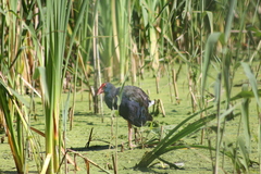Porphyrio madagascariensis