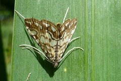 Elophila nymphaeata
