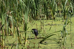 Porphyrio madagascariensis
