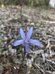 Lithotoma axillaris