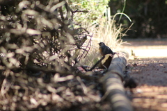 Turdus olivaceus olivaceus
