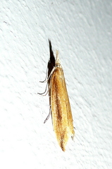 Donacaula forficella