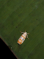 Cyana interrogationis