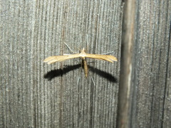 Stenoptilia pterodactyla