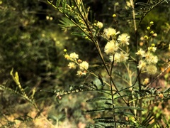 Acacia loroloba