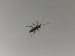 Parisopalpus nigronotatus