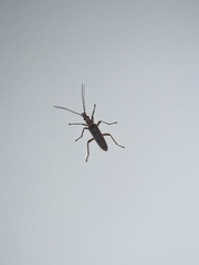 Parisopalpus nigronotatus