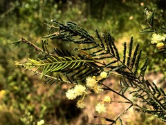Acacia loroloba