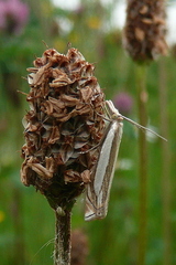 Crambus pascuella