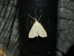 Udea lutealis