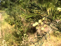 Acacia loroloba