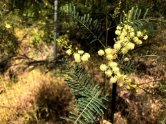 Acacia loroloba