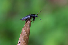 Tetropium castaneum